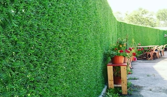 wall